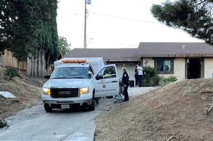 
16-year-old girl mauled by 6 of her family dogs in Southern California 