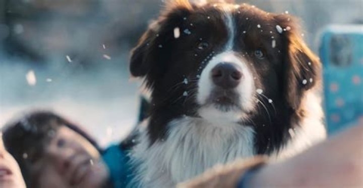 Echo On Netflix’s Heartstopper Portrays The Dog Nellie & He Is The Actual Breakout Star of The Show