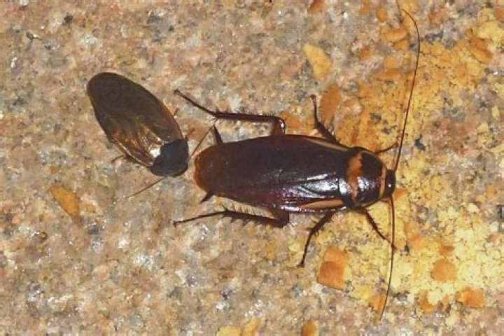 
Halloween Trick-or-Treating Canceled in Michigan City Due to ‘Cockroach Issue’ 
