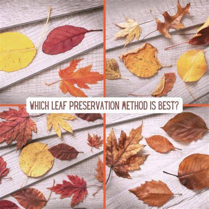 How to preserve green leaves