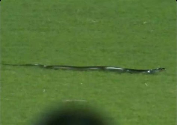 
IND v SA: Snake on field, floodlight failure cause stoppages in second T20I at Guwahati 