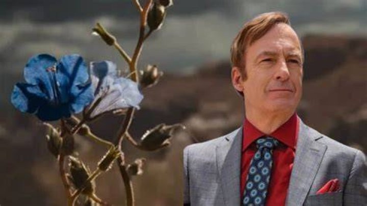 
Spoiler-Filled Meaning Of ” Blue Flower” From Better Call Saul Explained 