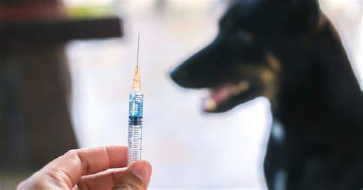 
Sudden spike in rabies cases a cause of concern for India 