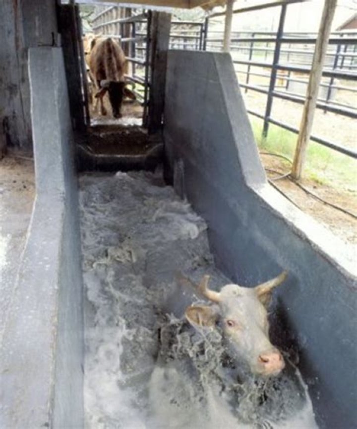 What is dipping in animal production