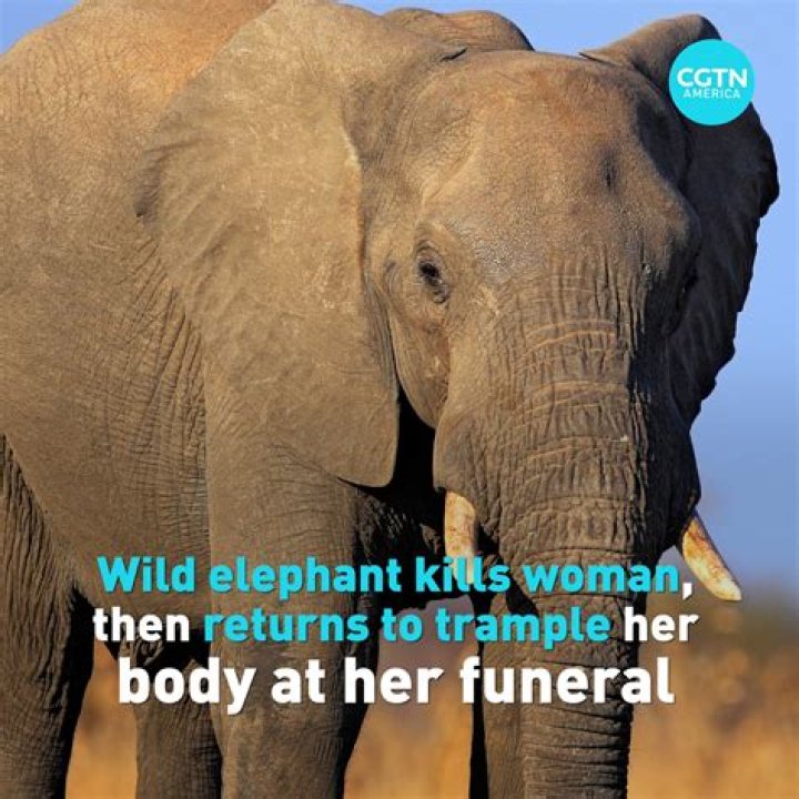 
What Is Maya Murmu? Elephant Poacher Was Killed In Raipal Village 