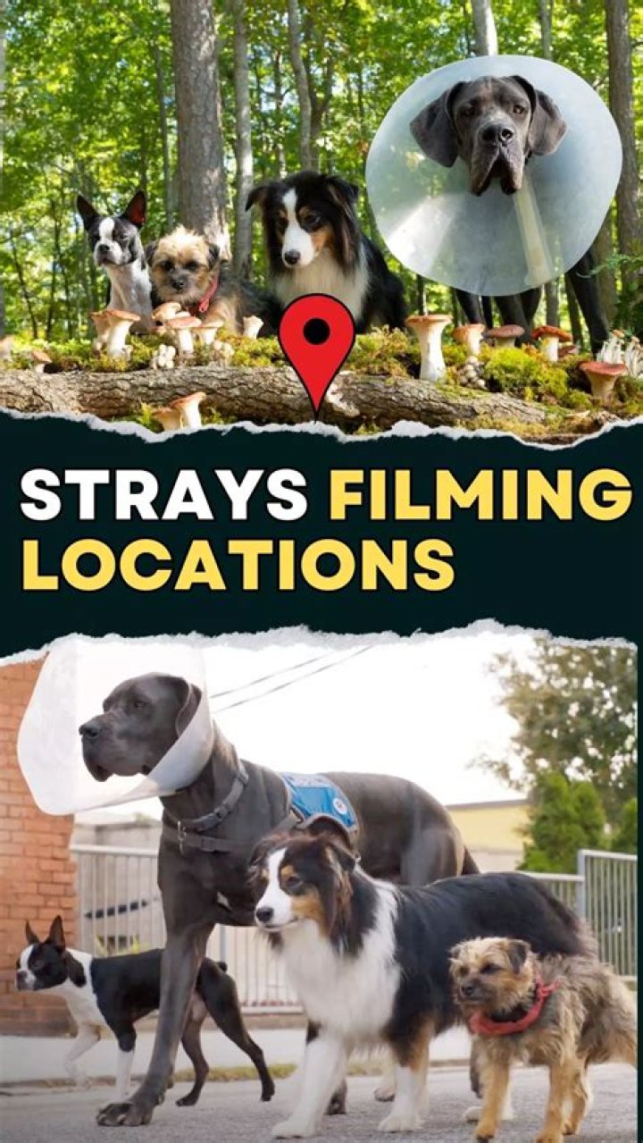 Where was The Strays filmed? Filming locations of the Netflix film explored