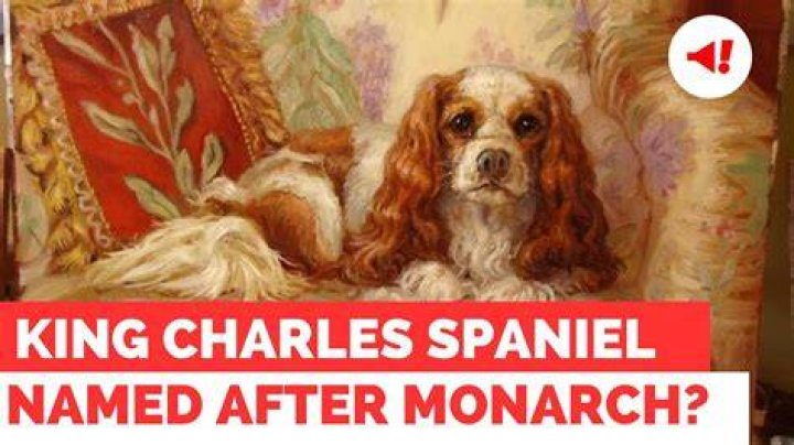 
Why is cavalier King Charles spaniel named after the British monarch? 